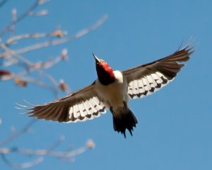 Red Headed Woodpecker Flying