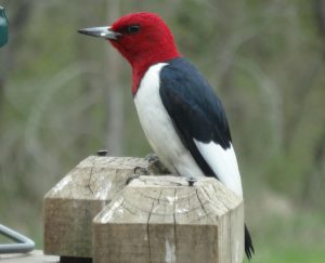 Red Headed Woodpecker Images