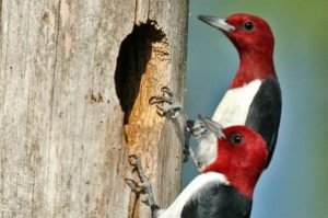 Red Headed Woodpecker Nest