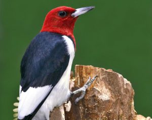 Red Headed Woodpecker Photos