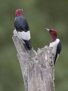 Red Headed Woodpeckers