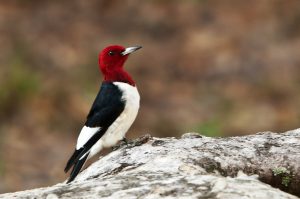 Woodpecker Red Head