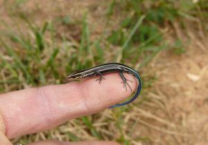 Baby Blue Tailed Skink