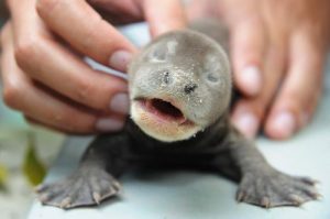 Baby Giant Otter