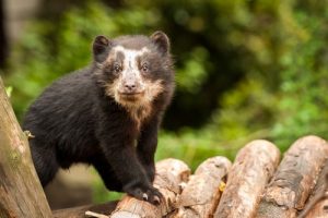 Baby Spectacled Bear