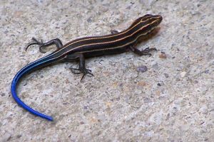 Blue Tail Skink