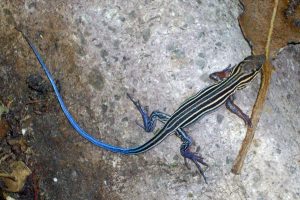 Blue Tailed Skink