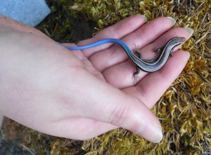 Blue Tailed Skink Baby