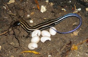 Blue Tailed Skink Eggs