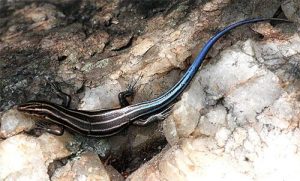 Blue Tailed Skink Full Grown