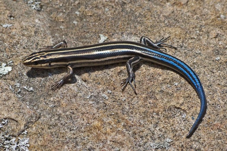 Bluetailed Skink Facts, Habitat, Diet, Life Cycle, Baby, Pictures
