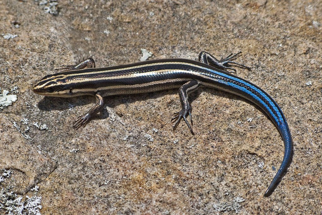 Blue Tailed Skink