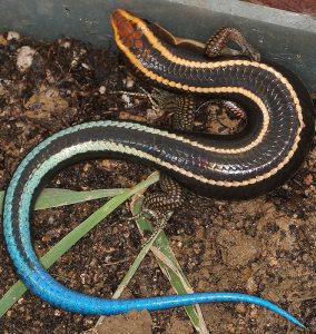 Blue Tailed Skinks