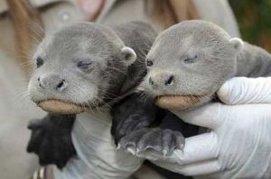 Giant Otter Babies