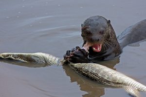 Giant Otter Eating Alligator