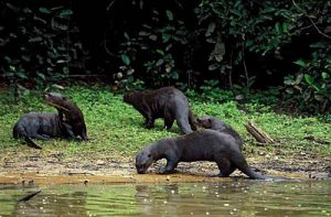 Giant Otter Habitat