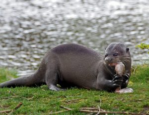 Giant Otter Images