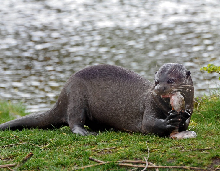 Giant Otter Facts Habitat Diet Life Cycle Baby Pictures