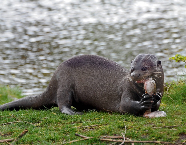 River Otter Life Cycle Chart