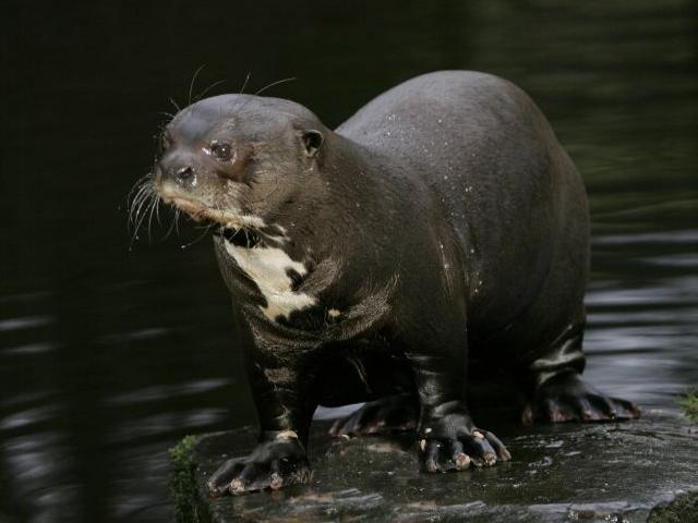 Giant Otter Facts Habitat Diet Life Cycle Baby Pictures