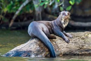 Giant Otter Pictures