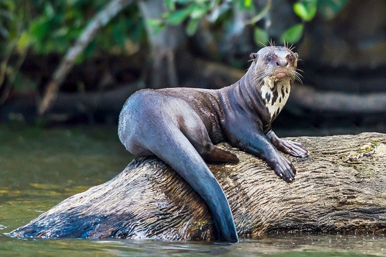 Giant Otter Attack