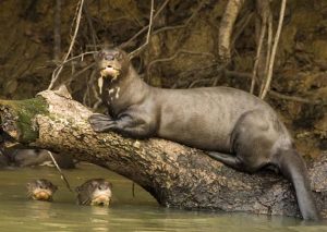 Giant Otter Size