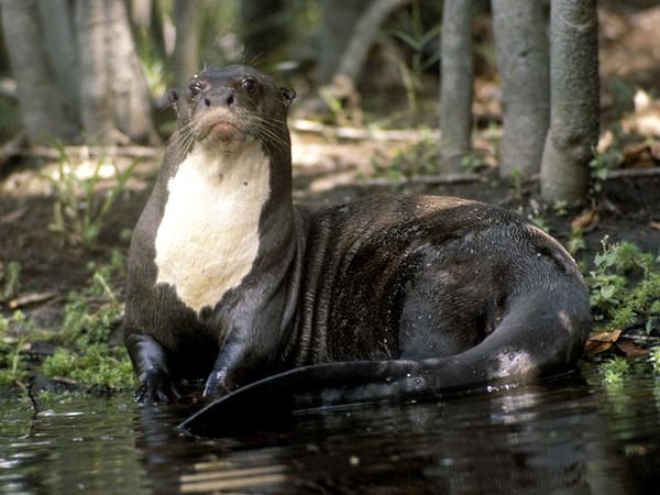 Giant Otter Facts Habitat Diet Life Cycle Baby Pictures