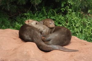 Giant Otters