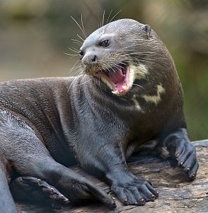 Giant River Otter