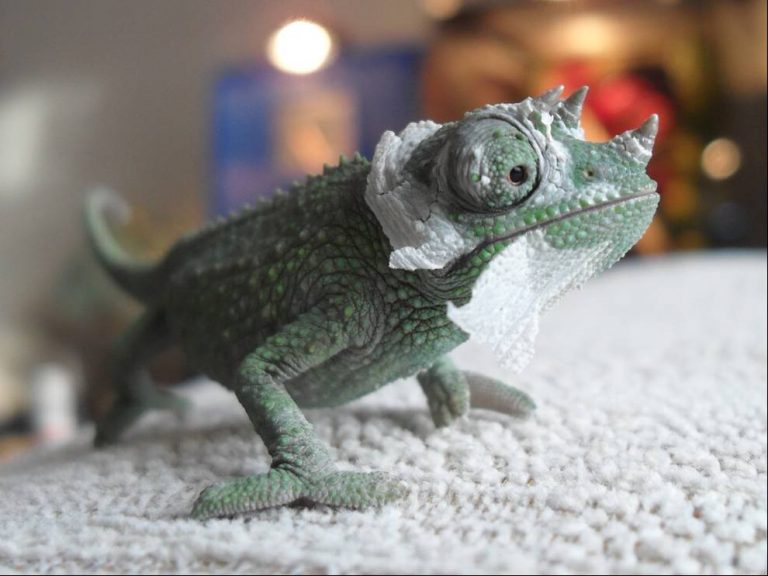 Jackson's Chameleon Facts, Habitat, Diet, Life Cycle, Baby, Pictures