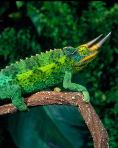 Jackson Chameleon Colors