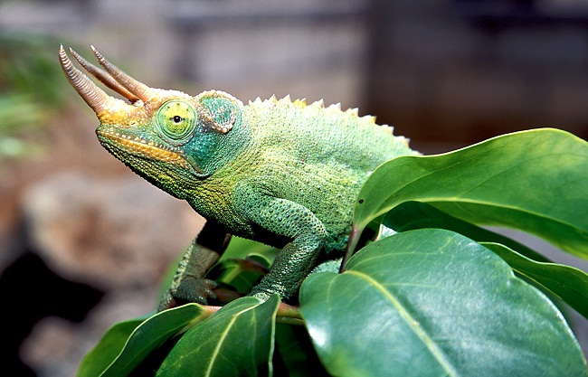 Jackson's Chameleon Facts, Habitat, Diet, Life Cycle, Baby, Pictures