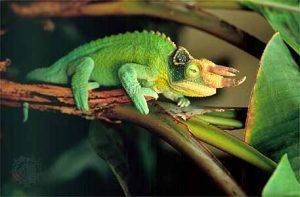 Jacksons Chameleon Images