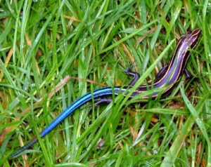 Skink Blue Tail