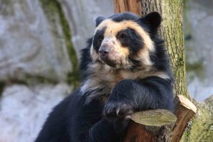 Spectacled Bear