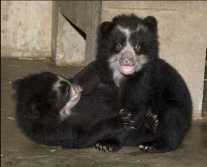Spectacled Bear Cub