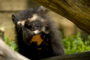 Spectacled Bear Eating