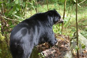 Spectacled Bear Habitat