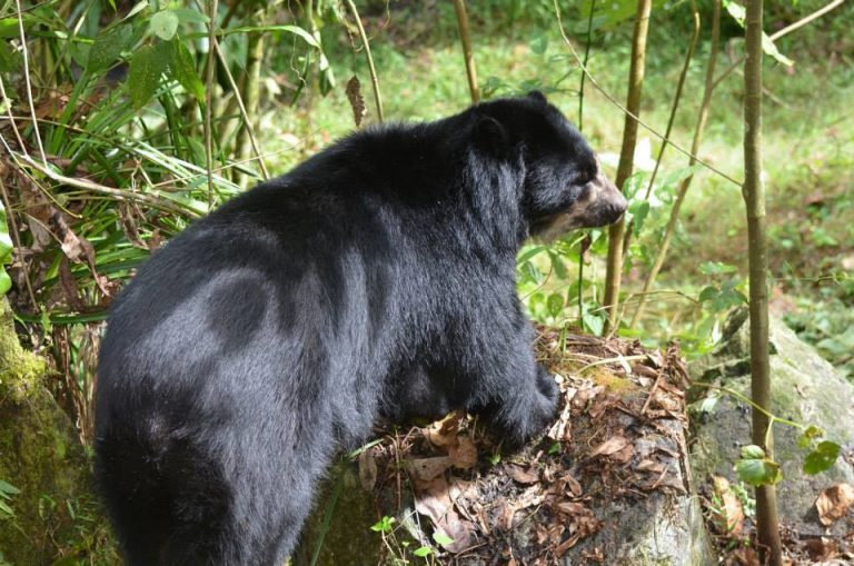 Spectacled Bear Facts, Habitat, Diet, Life Cycle, Baby, Pictures