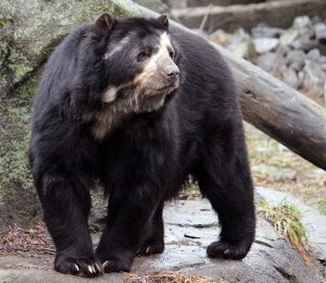 Spectacled Bear Images