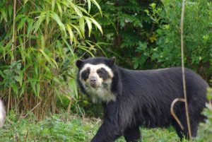 Spectacled Bear in the Wild