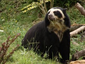 Spectacled Bears