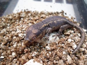 Baby Gargoyle Gecko