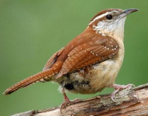 Carolina Wren