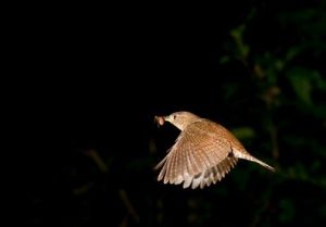 Carolina Wren Flying