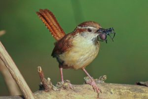 Carolina Wren Food