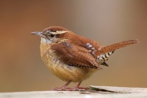 Carolina Wren Images