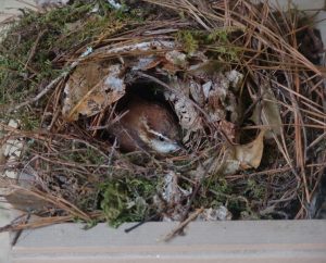 Carolina Wren Nest