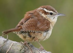 Carolina Wren Pictures